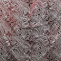 Monstera Leaf Tiara | Polyester Foil Printed Fabric Maroon